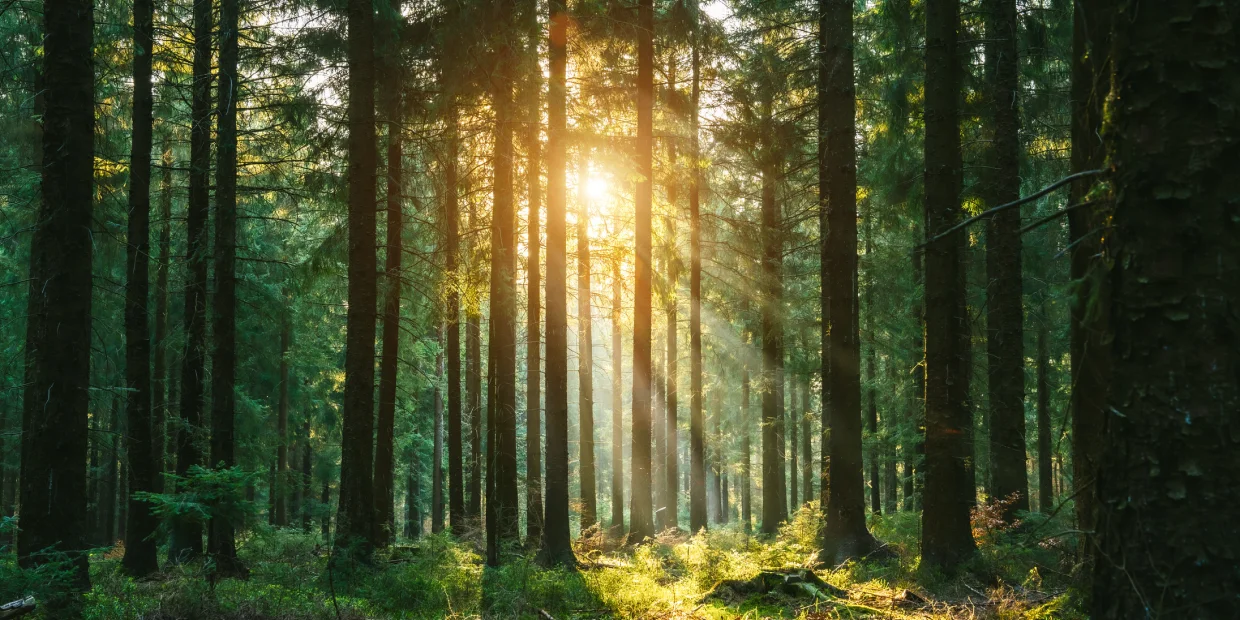Sustainability